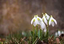 У Вінниці сьогодні не по зимовому тепла погода