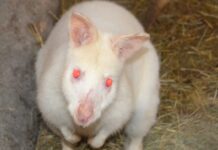 Вінницький зоопарк поповнився новим мешканцем — білим кенгуру валабі кенгуру валабі