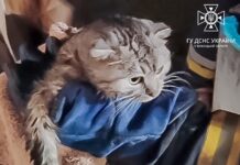 Надзвичайна подія: Порятунок кота з криниці у Гнівані