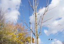 У Вінниці обговорюватимуть роль міських дерев у екосистемі