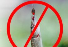 Увага рибалкам! 15 лютого на Вінниччині розпочнеться нерестова заборона вилову щуки звичайної