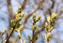 Сьогодні у Вінниці очікується рекордно тепла погода