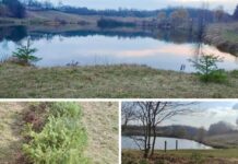 Майже пів тисячі ялинок та сосен висадили у Щітках на березі ставу Тарасишин