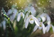 Сьогодні у Вінниці опадів не очікується