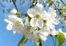 Сьогодні у Вінниці тепла та ясна погода