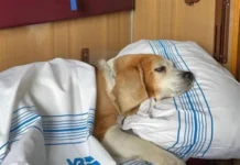 “Укрзалізниця” оновить правила перевезення домашніх тварин