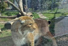 Хто і коли може безоплатно відвідувати Подільський зоопарк