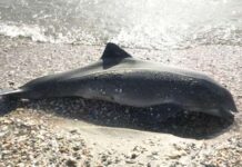 Екологічна криза в Криму: зростає кількість загиблих дельфінів