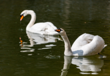На озеро біля центрального парку повернулися лебеді