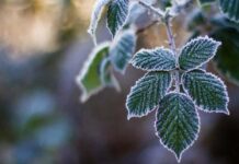 Квітневі заморозки: що буде з урожаєм на Вінниччині