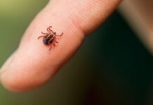 Дев’ять випадків зараження на бореліоз за лютий: На Вінниччині розпочався сезон кліщів