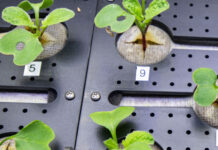 NASA планує вперше вирощувати сільгоспкультури на Місяці