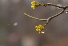 Сьогодні у Вінниці сонце рідко виглядатиме з-за хмар