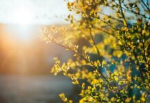 Сьогодні у Вінниці ясна погода