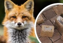 У Вінницькій області розпочали вакцинацію диких тварин проти сказу