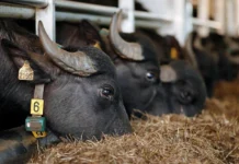 У Вінниці планують створити екоферму на 1000 голів великої рогатої худоби