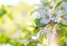 Якою буде погода у Вінниці 17 травня