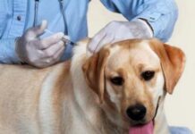 Графік щеплень тварин від сказу на травень