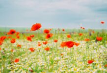 Прогноз погоди у Вінниці 19 травня