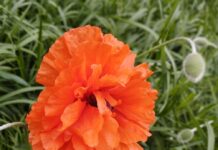 Погода у Вінниці на 12 липня: ясний день без опадів Погода у Вінниці