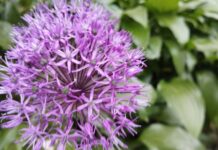 Погода у Вінниці: Ясний ранок і хмарний день