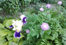 У Вінниці сьогодні ясний ранок і хмарна погода вдень погода у Вінниці