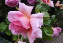 Погода у Вінниці 4 жовтня: хмарність та можливий ранковий дощ погода у Вінниці