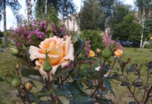 Сонцезахисний крем не завадить: Погода у Вінниці на суботу, 1 червня Погода у Вінниці