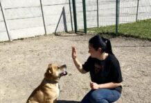 Важливий крок: у Вінницькому притулку для тварин запрацювала кінологиня