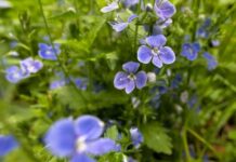 Сьогодні у Вінниці ясно та без опадів