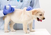 У Вінниці завершилась вакцинальна кампанія домашніх тварин від сказу