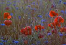 Прогноз погоди у Вінниці 26 червня