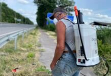 У Вінниці косять та обробляють гербіцидами зелені зони від інвазійних рослин борщівника та амброзії