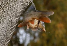 На Вінниччині браконьєр заплатить майже півмільйона гривень за незаконний вилов риби