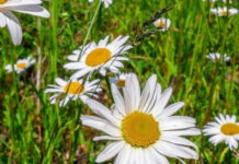 Сьогодні у Вінниці опадів не передбачається