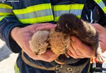 У Вінниці бійці ДСНС врятували трьох новонароджених кошенят