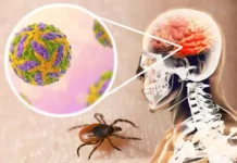 На Вінниччині пік активності кліщів