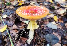 Отруїлися грибами: На Вінниччині батька та сина госпіталізували до лікарні