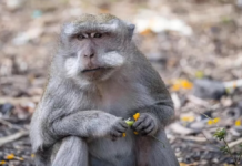 Зафіксовано перший летальний випадок від мавпячої віспи