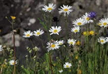 Прогноз погоди у Вінниці на 10 червня