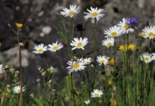 Прогноз погоди у Вінниці 23 червня