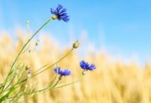 Прогноз погоди у Вінниці 15 липня