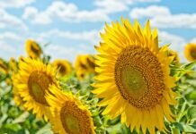 Сьогодні у Вінниці ясна погода