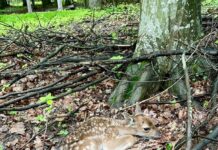 Цьогоріч на Вінниччині народилося 12 малят лані європейської