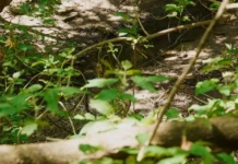 Вінничан запрошують завітати у суботу на толоку річки Скельна