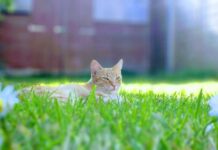 Сьогодні у Вінниці опадів не очікується