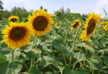 Прогноз погоди на 6 липня: Вінницю чекає ясний і безхмарний день