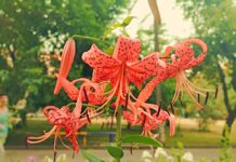 Погода у Вінниці: Спека перевершить температурні рекорди минулих років погода у Вінниці