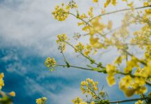 Прогноз погоди у Вінниці 1 серпня