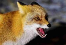 З початку року на Вінниччині зареєстрували 39 випадків сказу